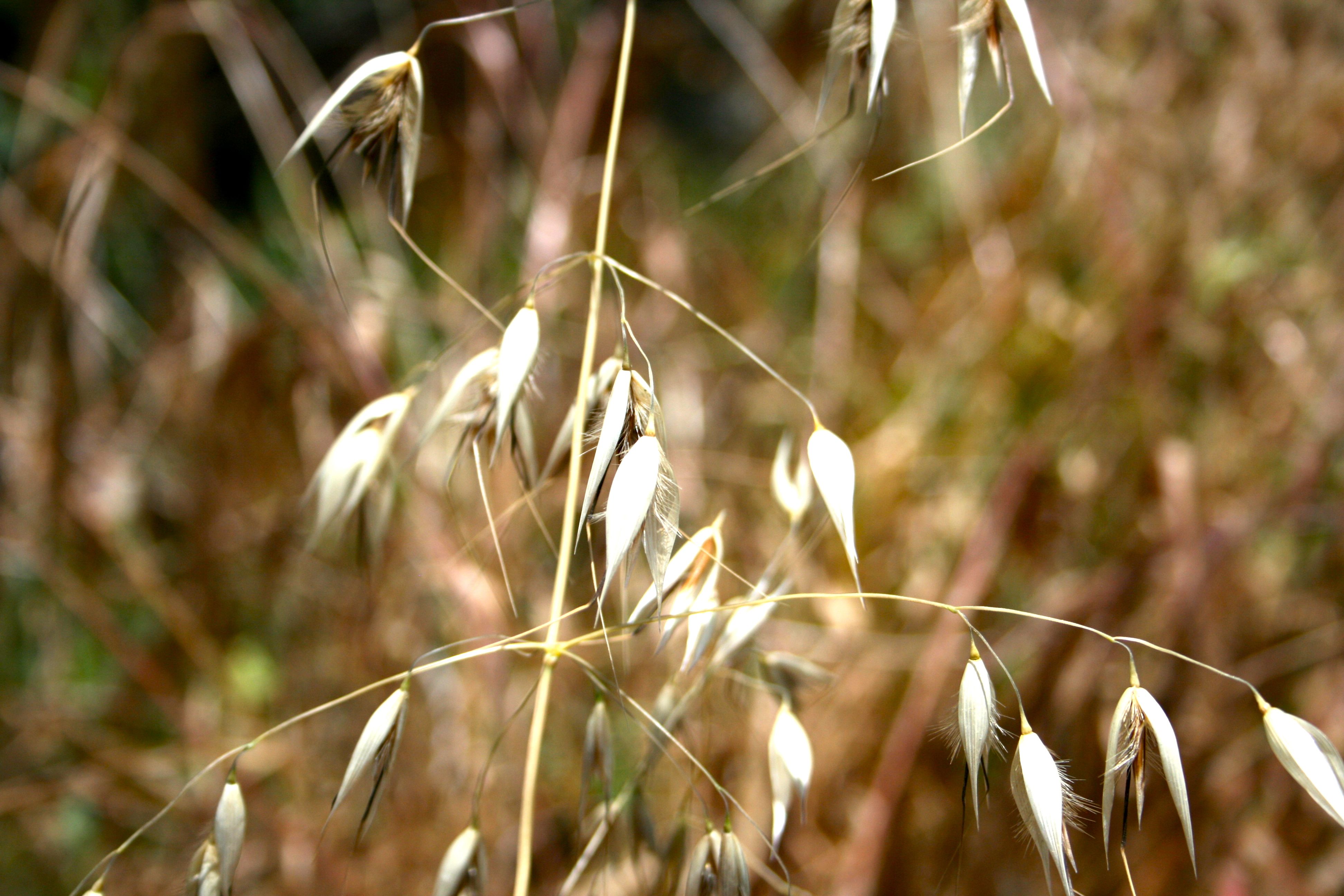 Avena fatua (Wild oat), non-native California grass