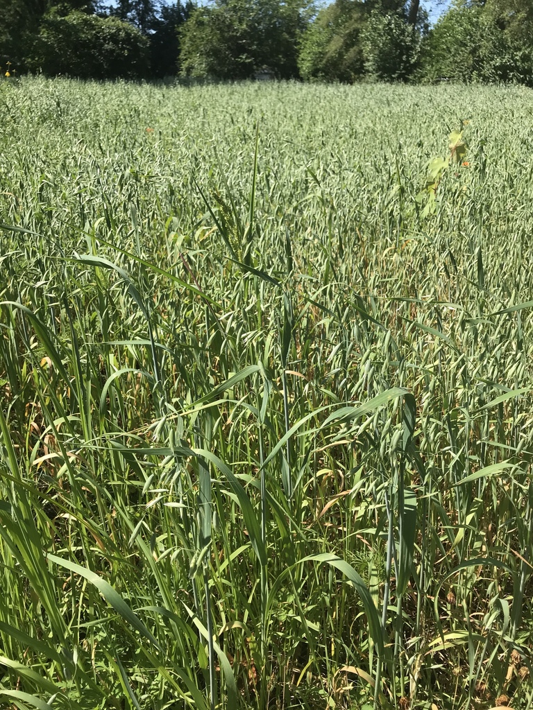 Avena sativa (Cultivated oat), non-native California grass