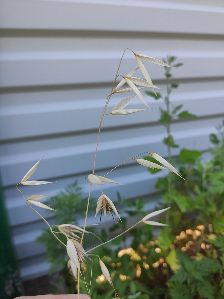 Avena sterilis (Animated oat), non-native California grass