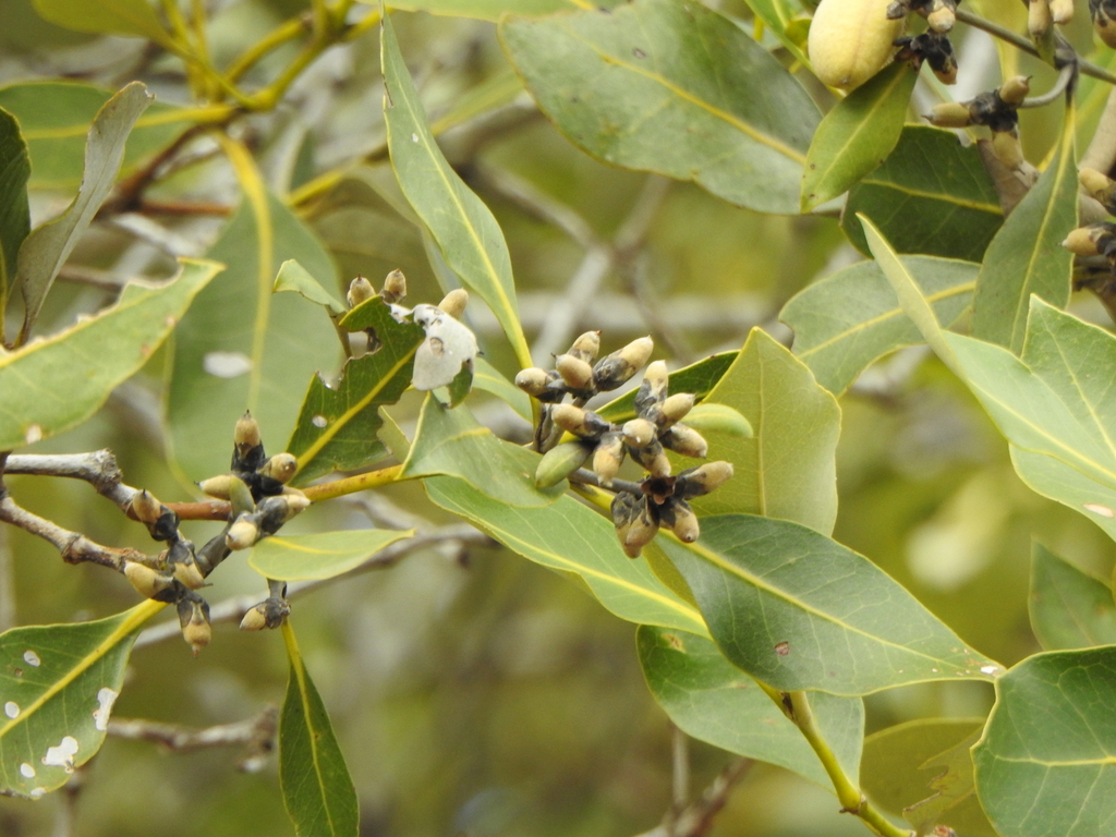 Avicennia marina var. australasica (Gray mangrove), non-native California shrub / tree