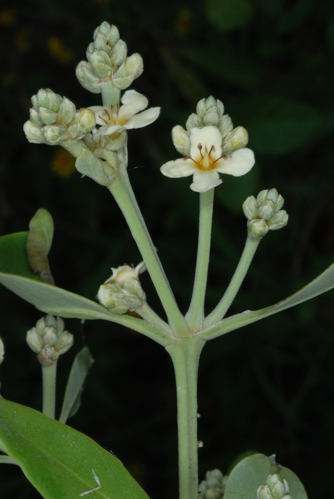 Avicennia sp., non-native California shrub