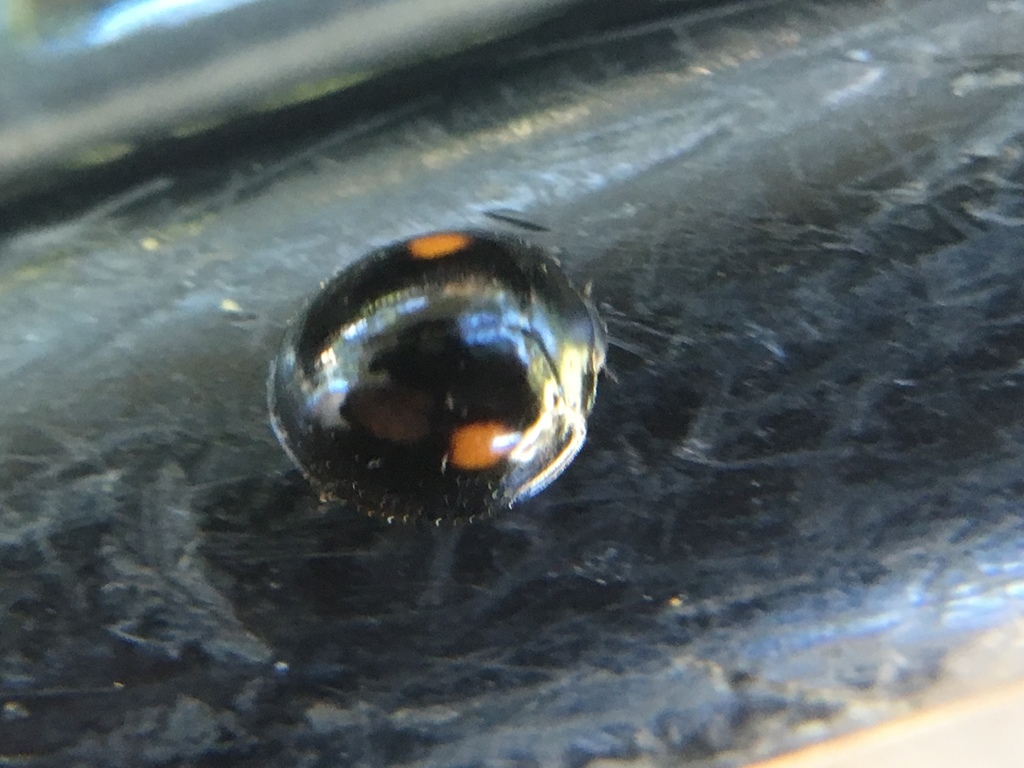 Axion plagiatum (Twice-struck Lady Beetle), California species