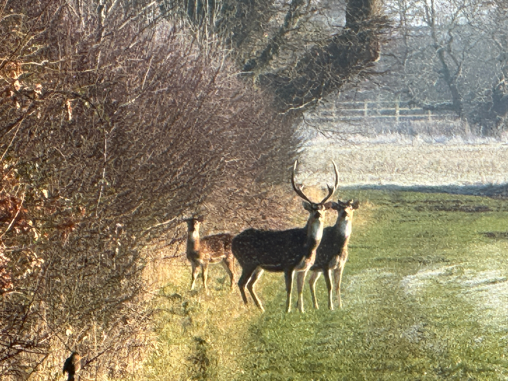 Axis axis (Axis Deer), California species