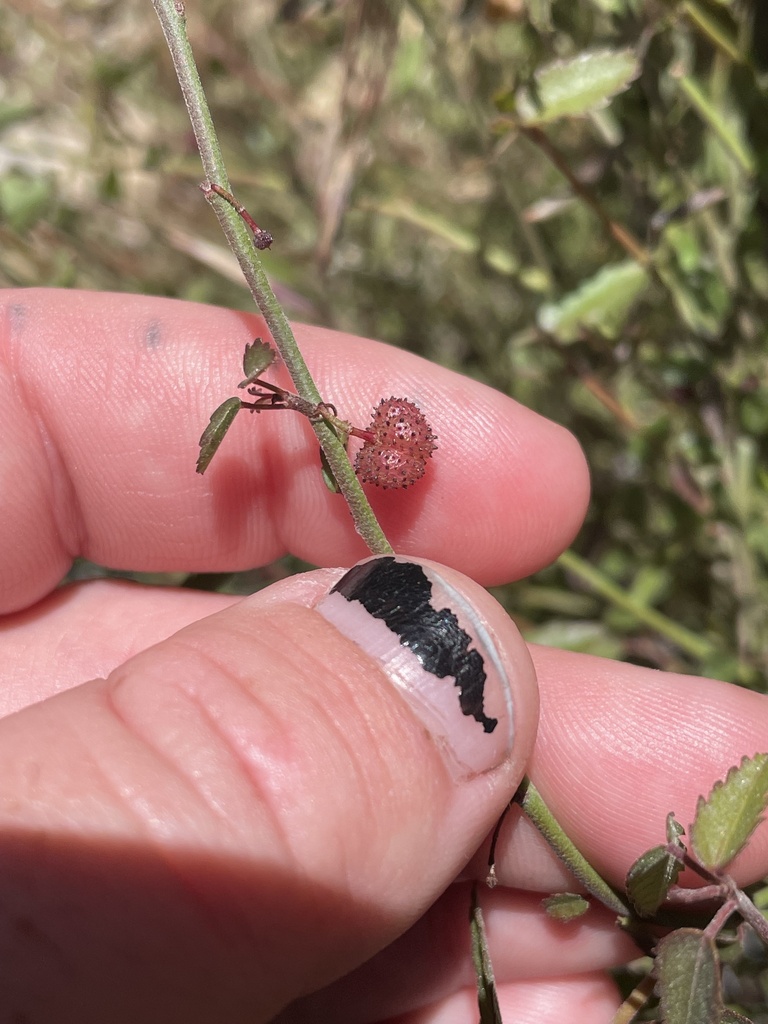 Ayenia compacta (California ayenia), native California shrub