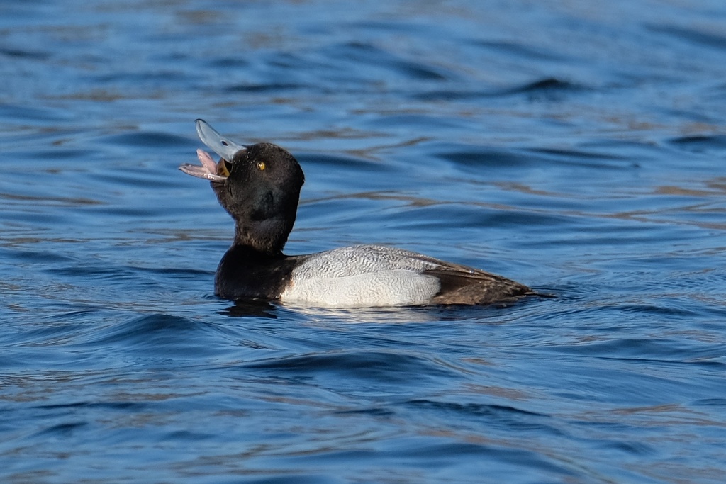Aythya affinis (Lesser Scaup), California species