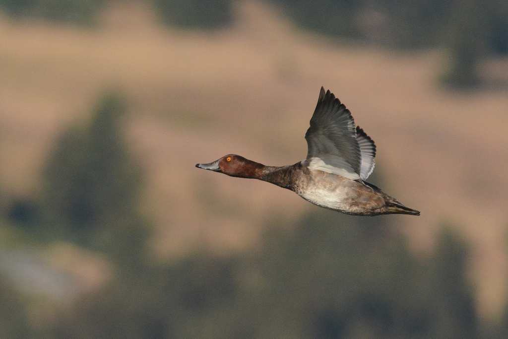 Aythya americana (Redhead), California species