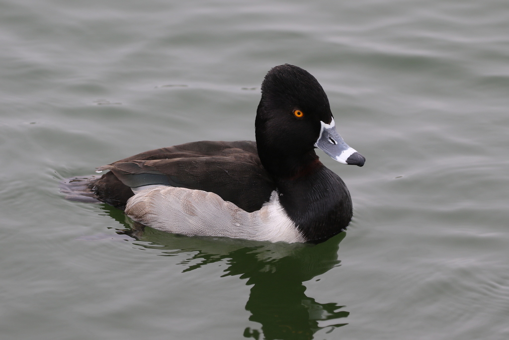 Aythya collaris (Ring-necked Duck), California species