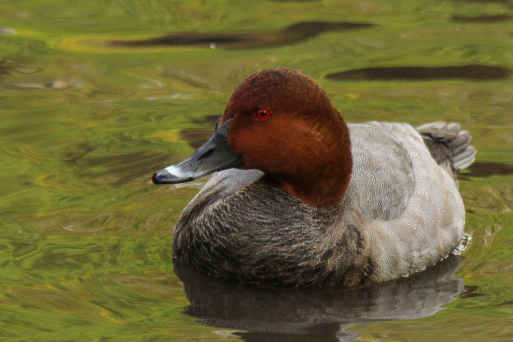 Aythya ferina (Common Pochard), California species