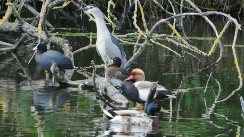 Aythya fuligula (Tufted Duck), California species