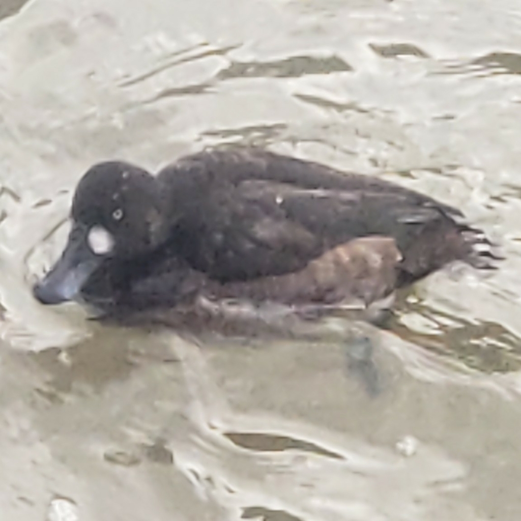 Aythya marila (Greater Scaup), California species