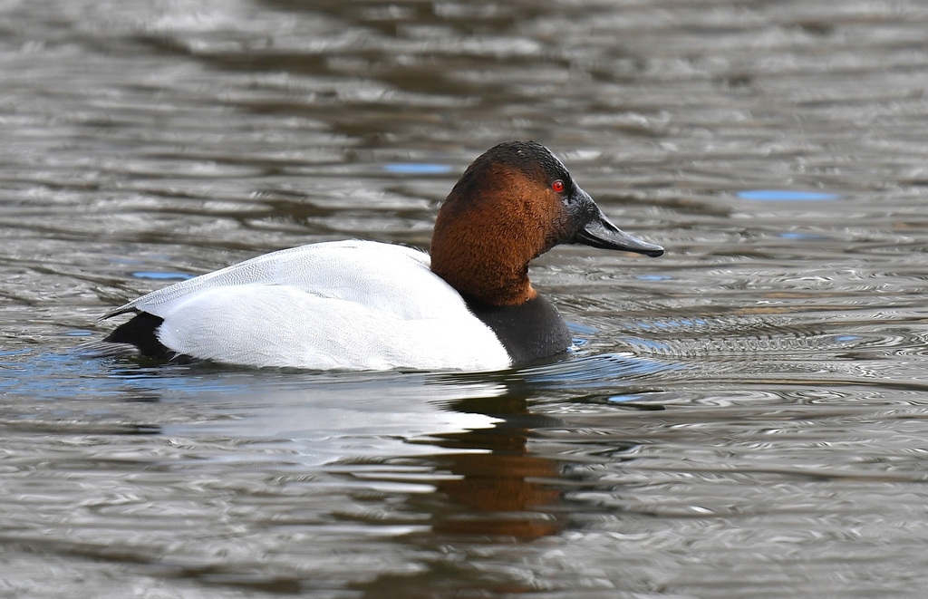 Aythya valisineria (Canvasback), California species