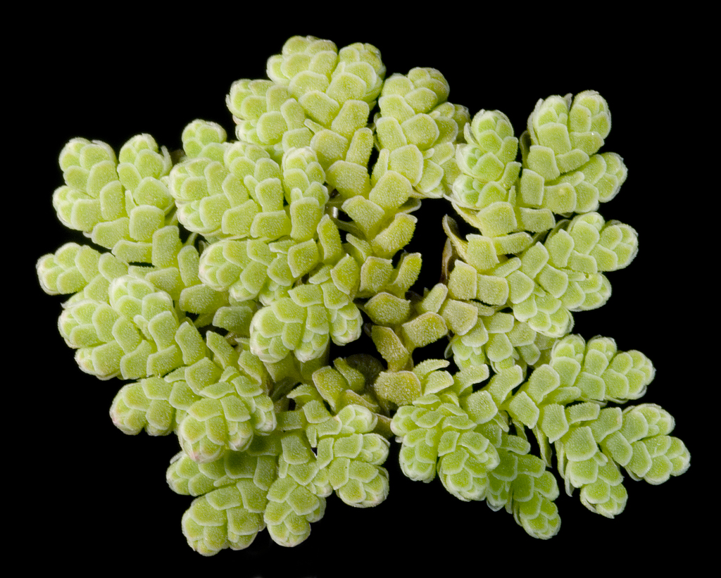 Azolla filiculoides (American water fern), native California herb