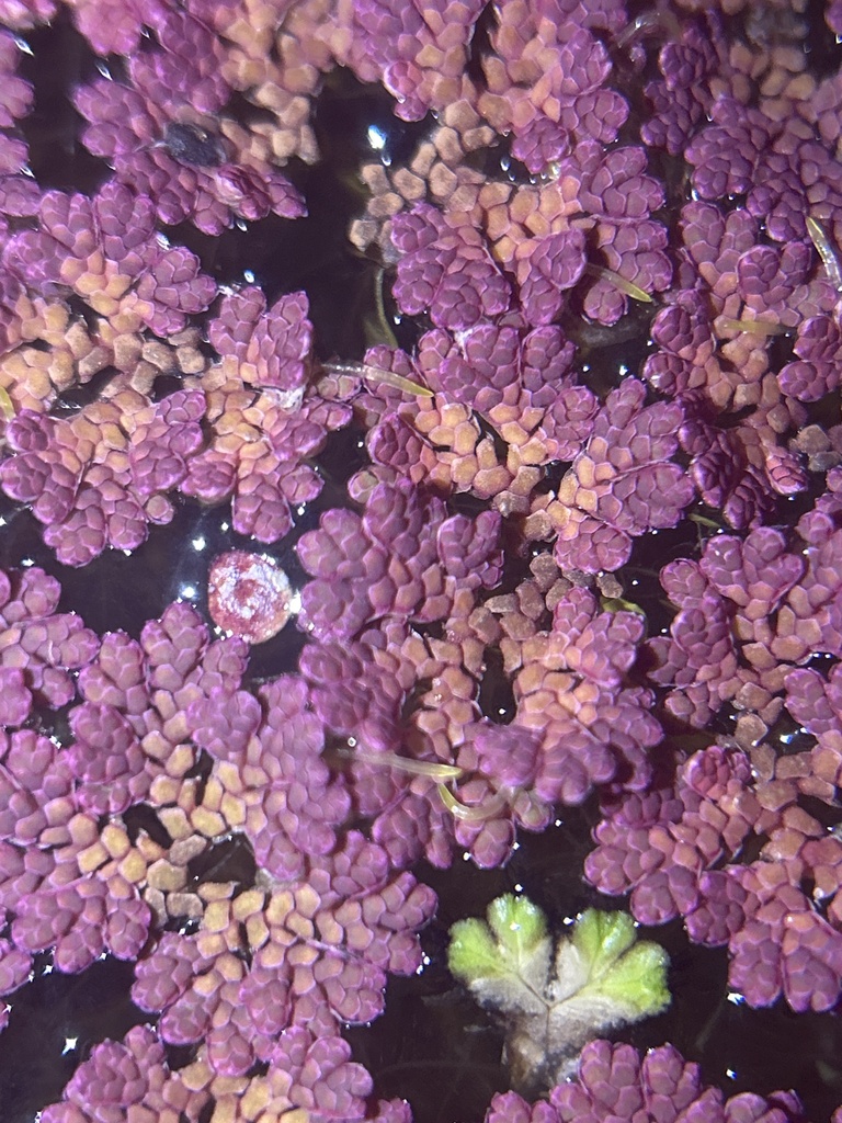 Azolla microphylla (Mexican mosquito fern), native California herb