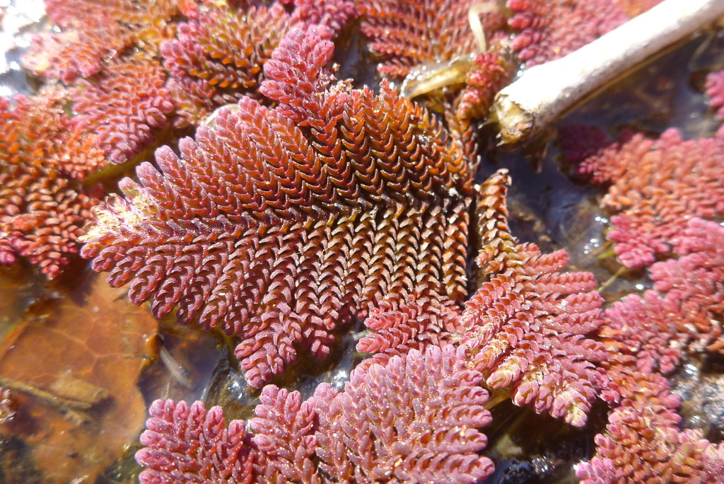Azolla sp., non-native California fern