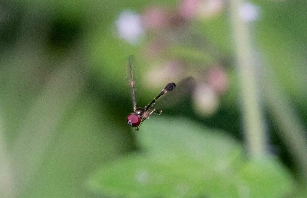 Baccha cognata (American Dainty), California species