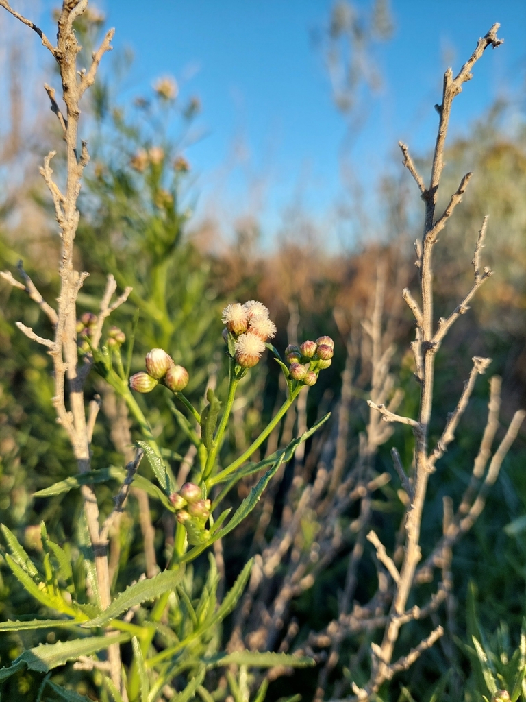 Baccharis glutinosa (Marsh baccharis), native California perennial