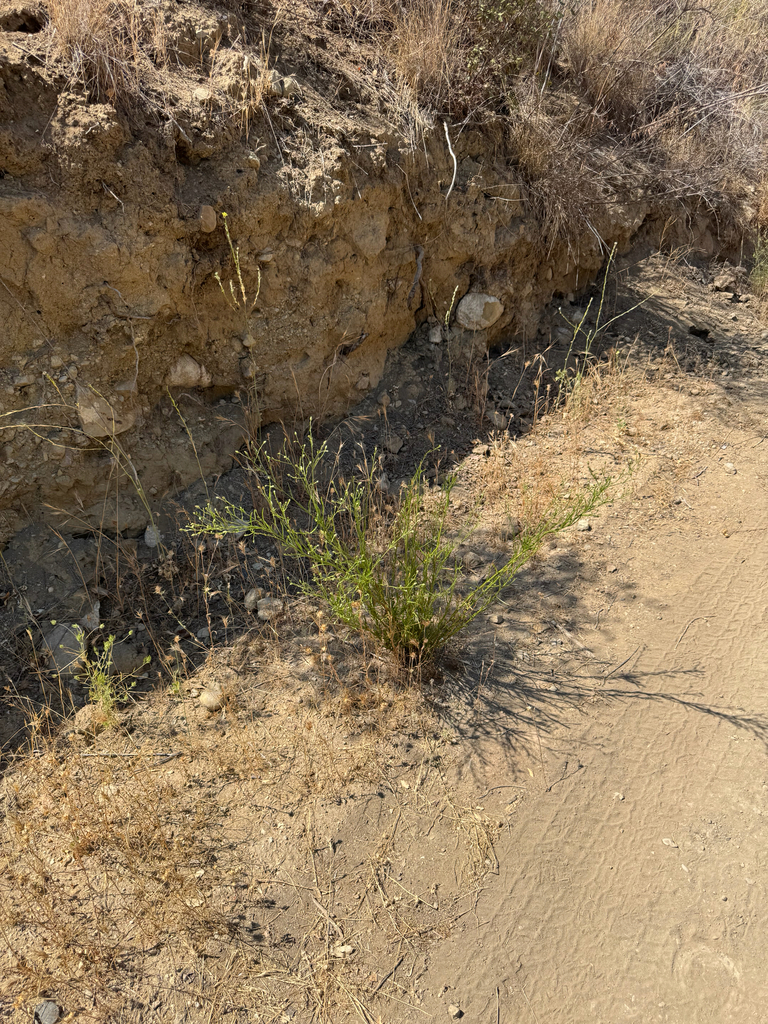 Baccharis malibuensis (Malibu baccharis), native California shrub