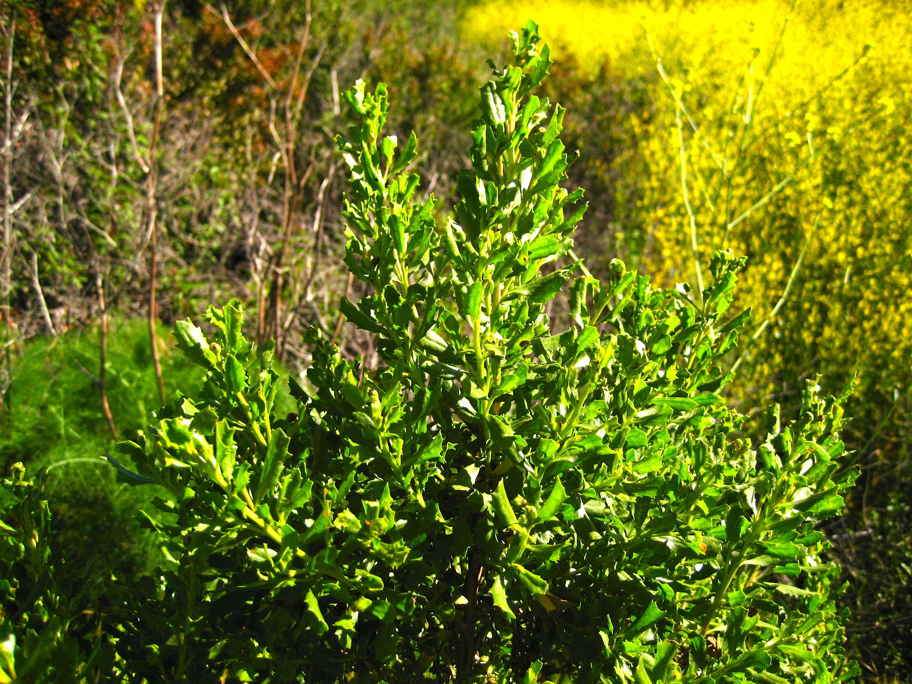Baccharis pilularis — parent species of Baccharis pilularis subsp. pilularis