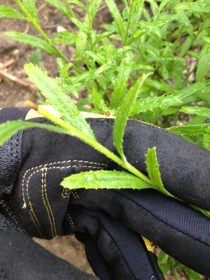 Baccharis plummerae subsp. plummerae (Plummer's baccharis), native California shrub