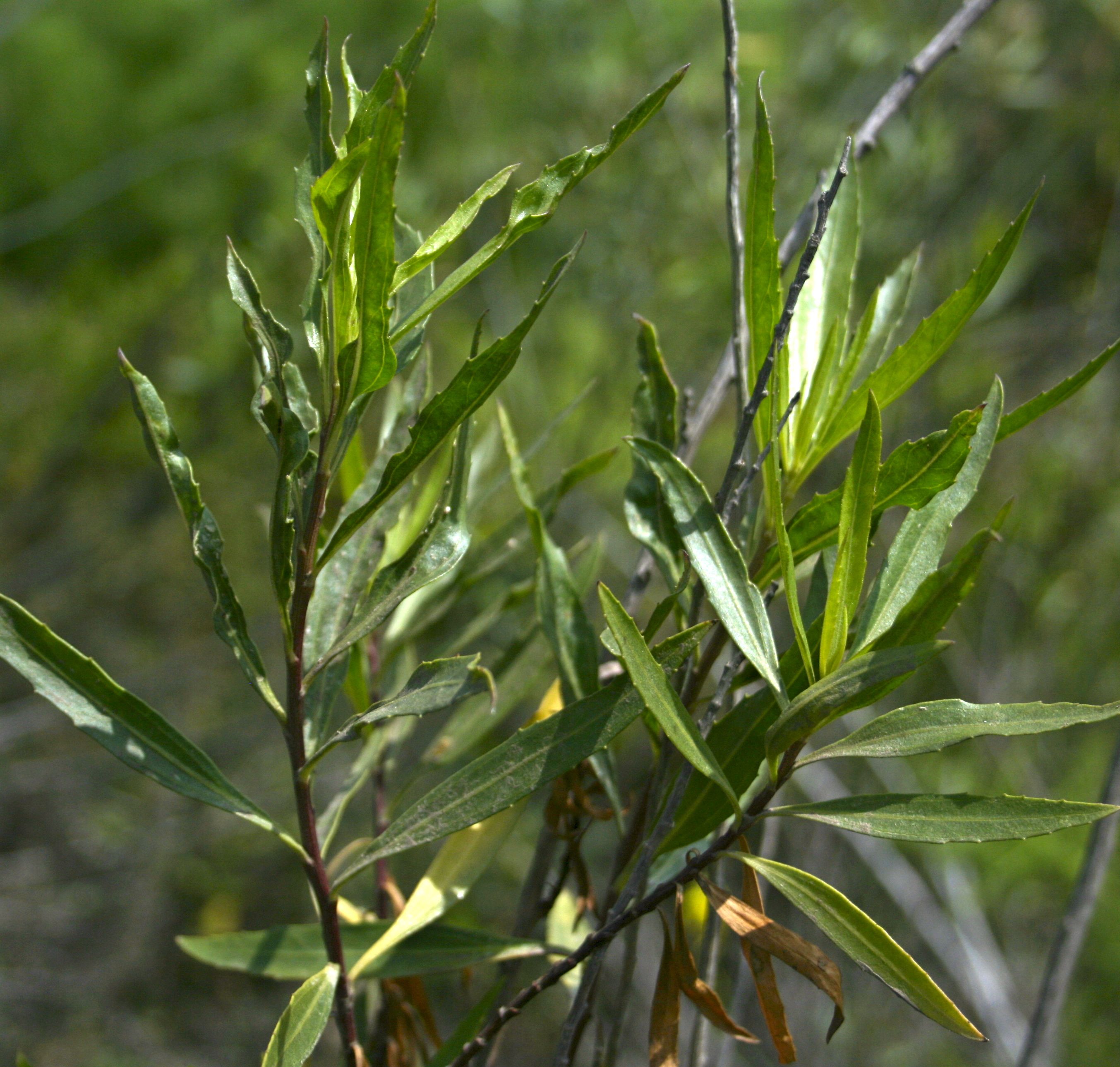 Baccharis salicifolia subsp. salicifolia (Mule fat), native California shrub
