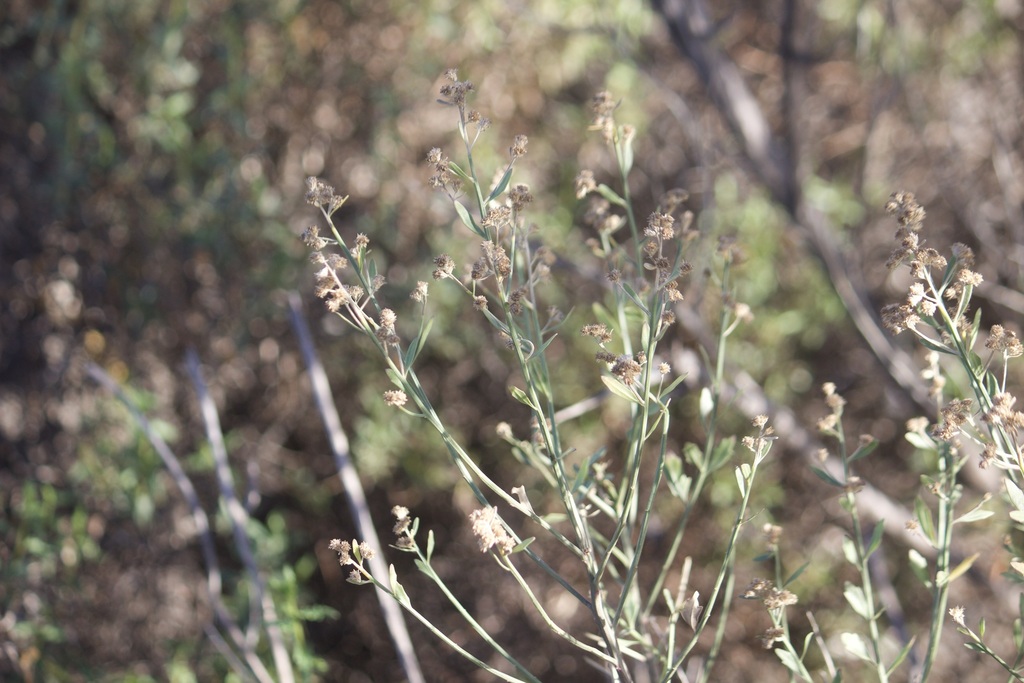 Baccharis salicina (Willow baccharis), native California shrub