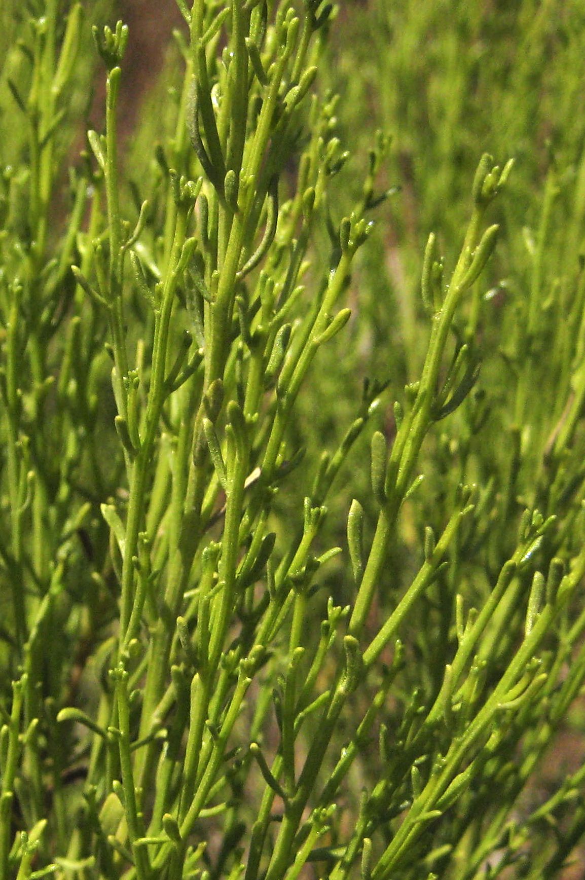 Baccharis sarothroides (Broom baccharis), native California shrub