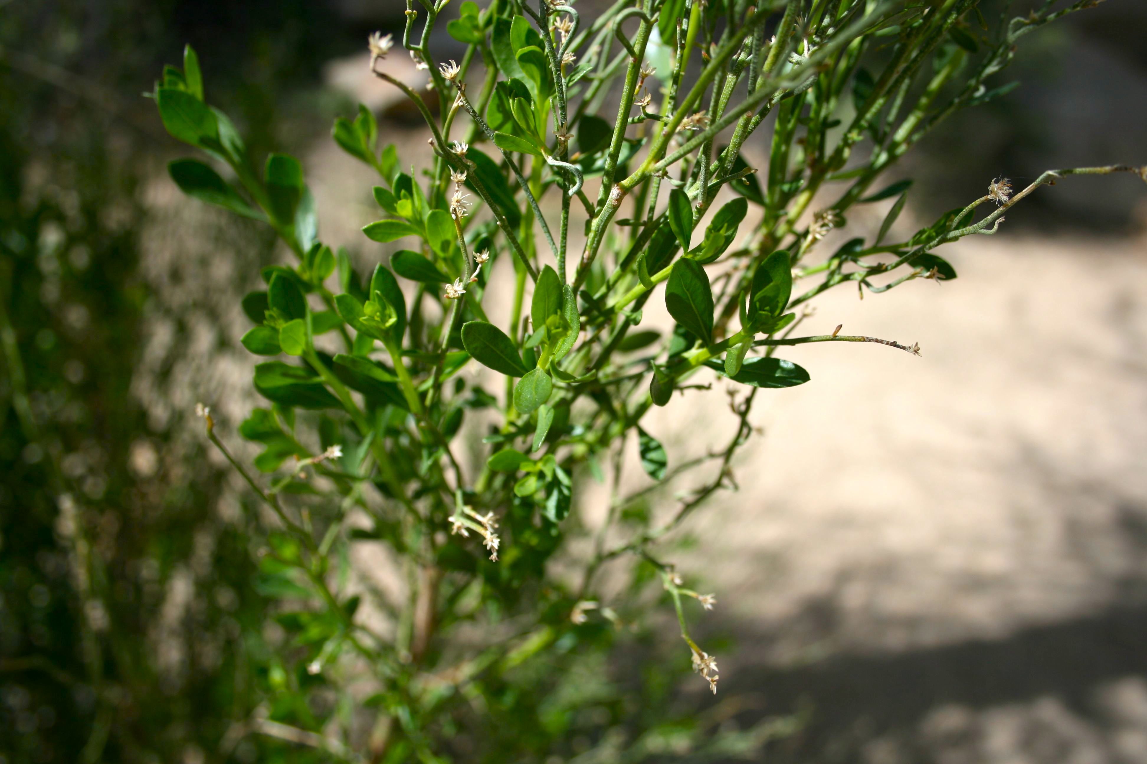 Baccharis sergiloides (Desert baccharis), native California shrub