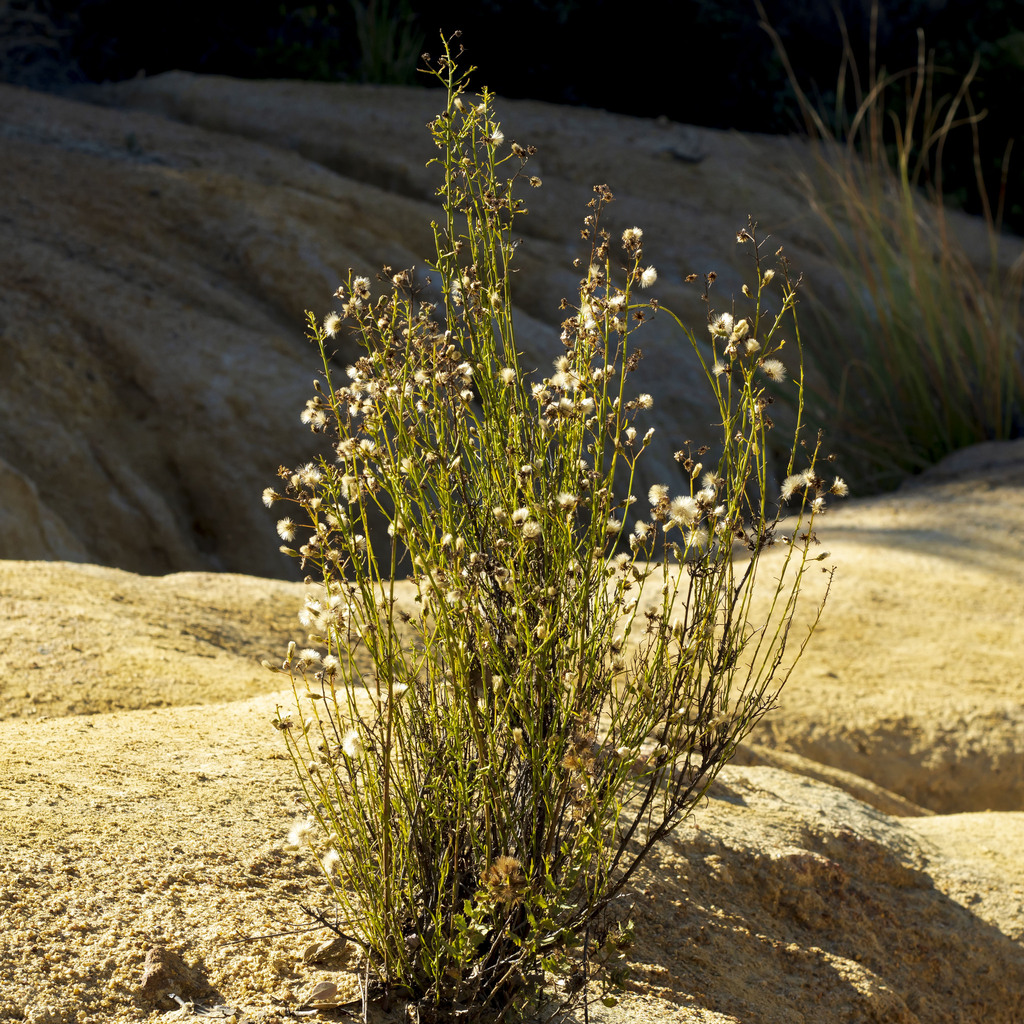 Baccharis vanessae (Encinitas baccharis), native California shrub