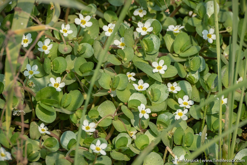 Bacopa eisenii (Gila river water hyssop), native California herb