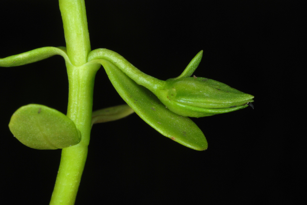 Bacopa monnieri (Herb of grace), non-native California herb