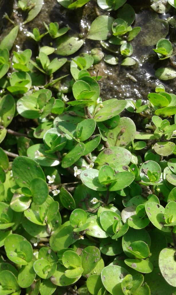 Bacopa repens (Creeping water hyssop), non-native California herb