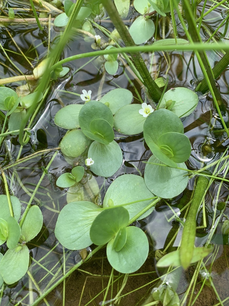 Bacopa rotundifolia (Disk waterhyssop), non-native California herb