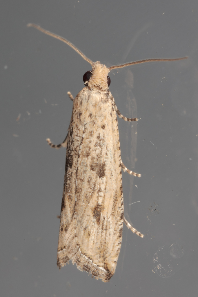 Bactra verutana, California species