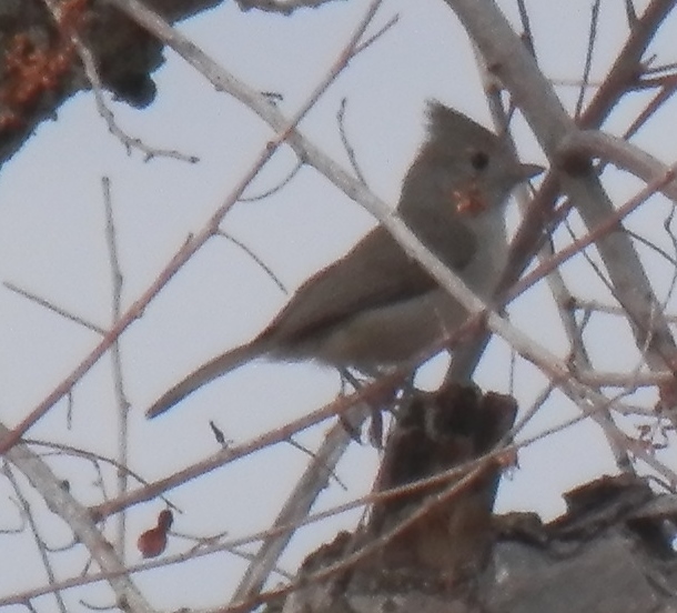 Baeolophus inornatus (Oak Titmouse), California species