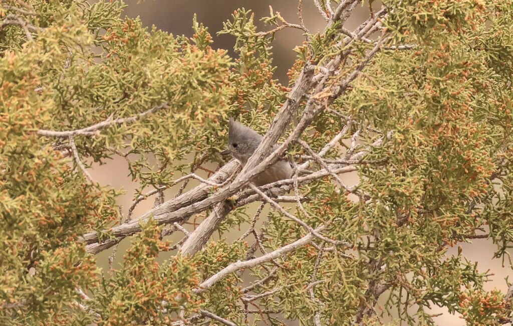 Baeolophus ridgwayi (Juniper Titmouse), California species
