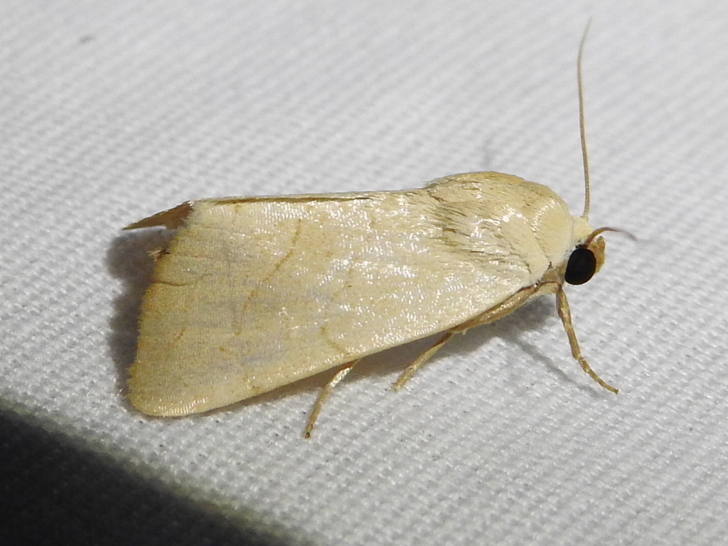 Bagisara buxea, California species