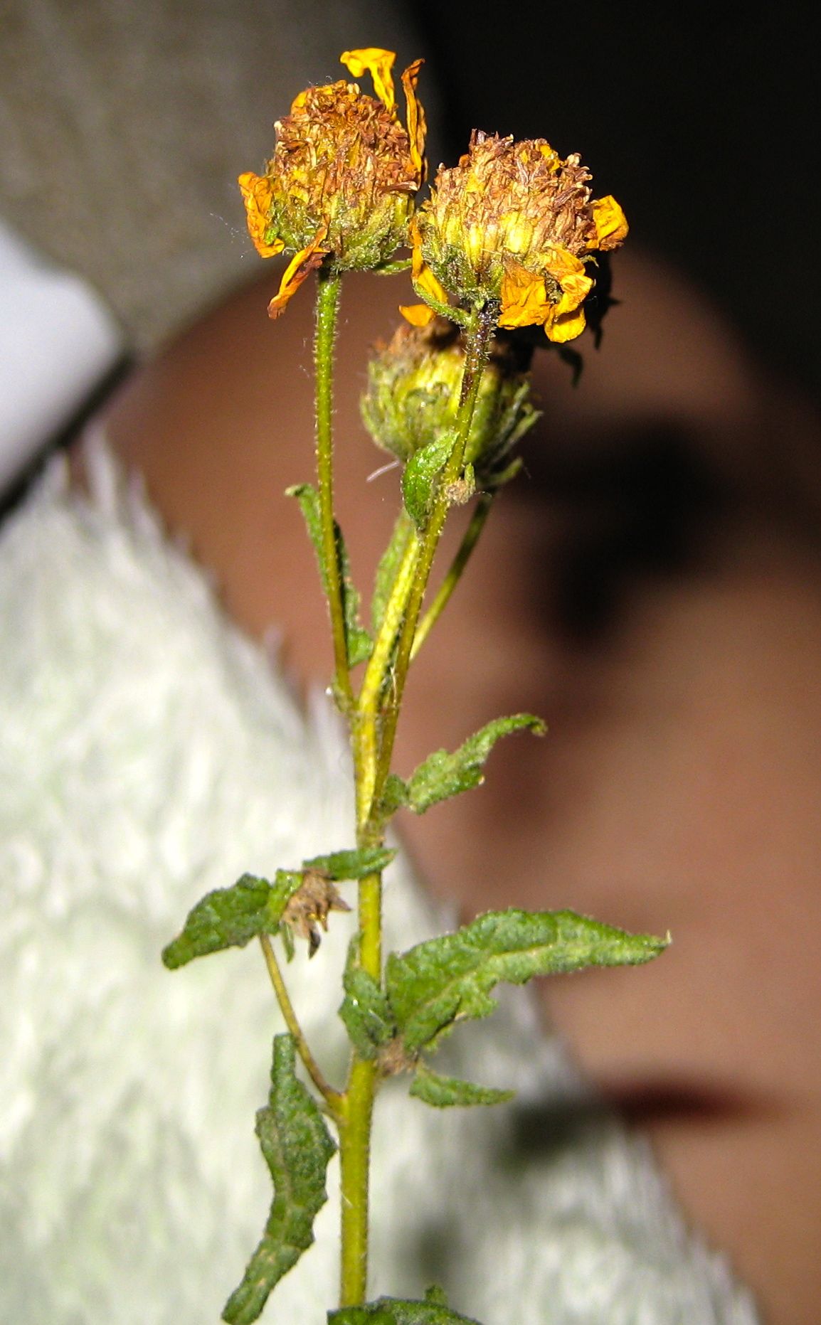 Bahiopsis laciniata (San diego viguiera), native California shrub