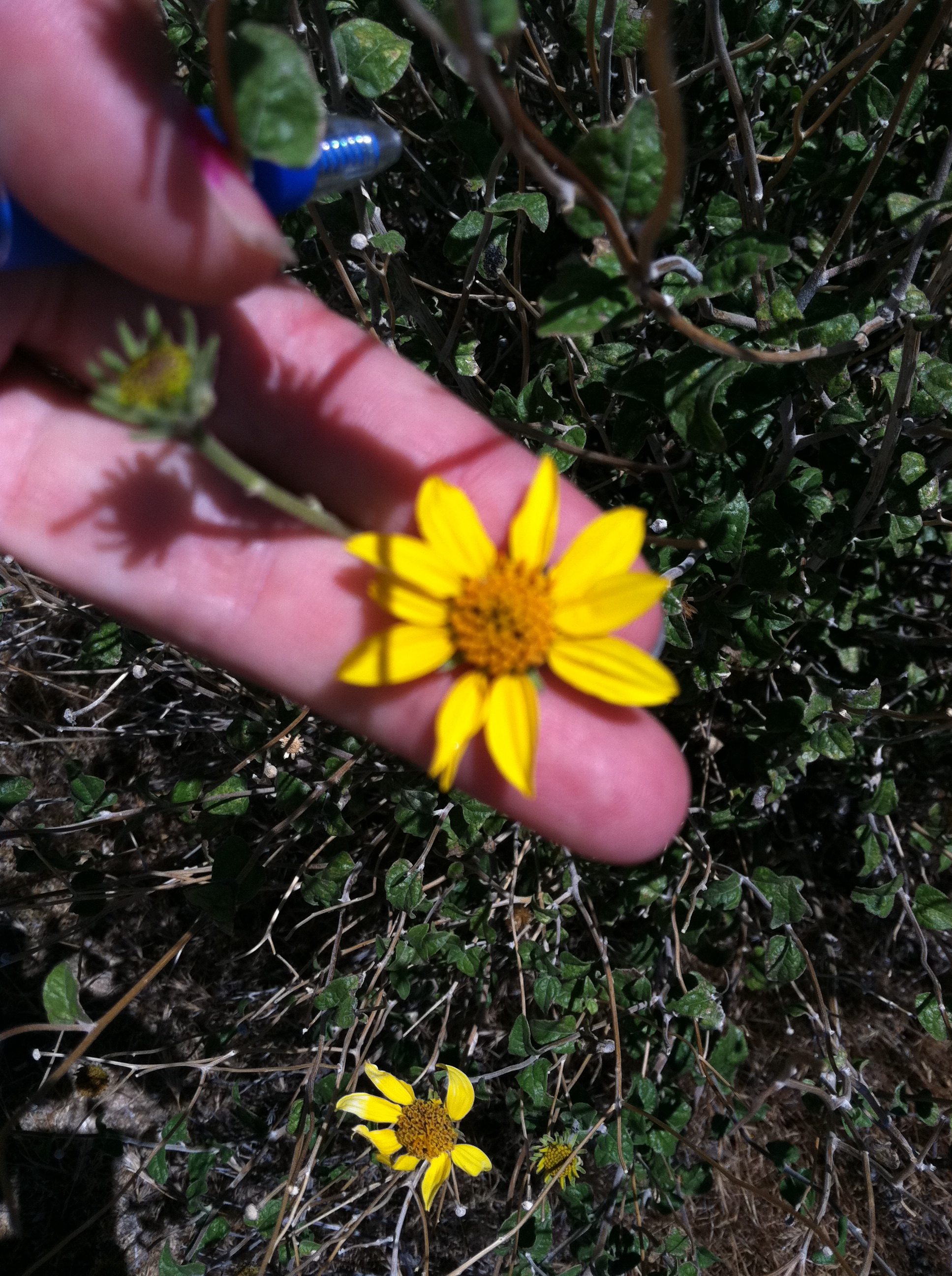 Bahiopsis parishii (Parish's goldeneye), native California shrub