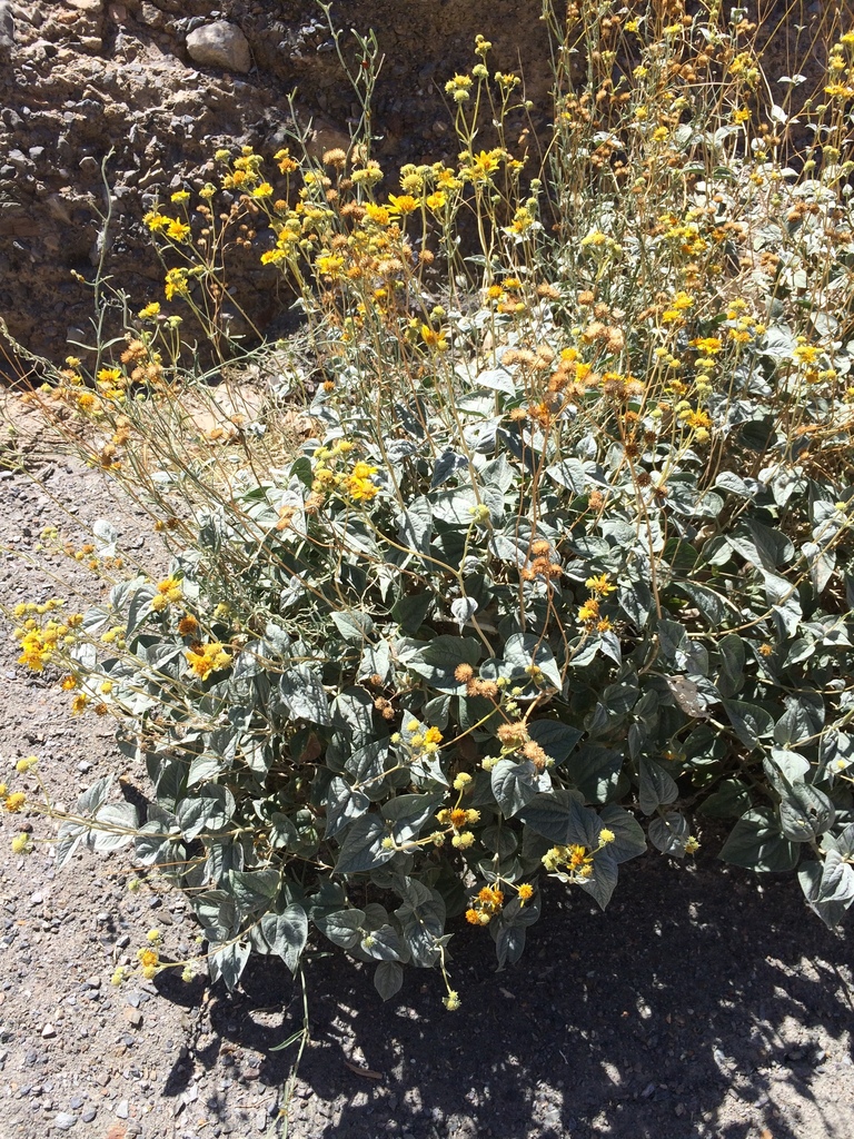 Bahiopsis reticulata (Death valley goldeneye), native California shrub
