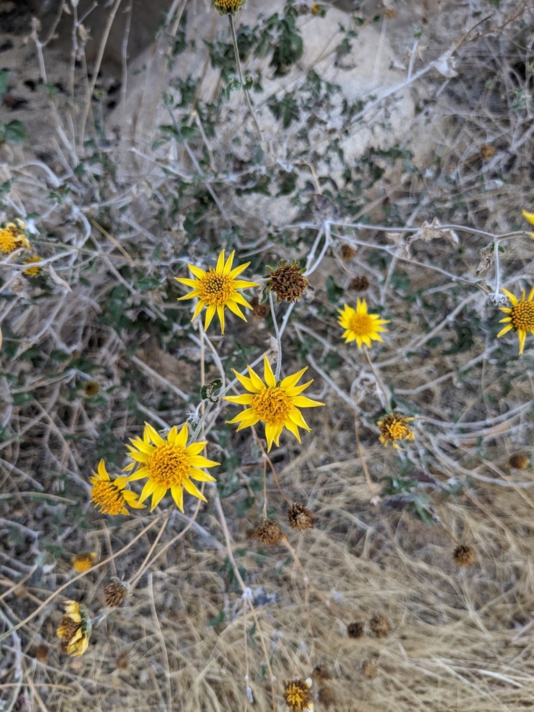 Bahiopsis sp., native California shrub