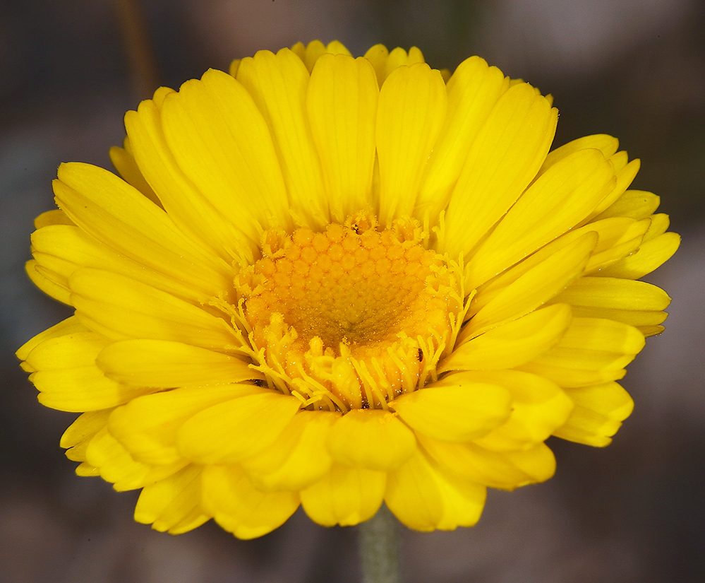 Baileya multiradiata (Desert marigold), native California herb