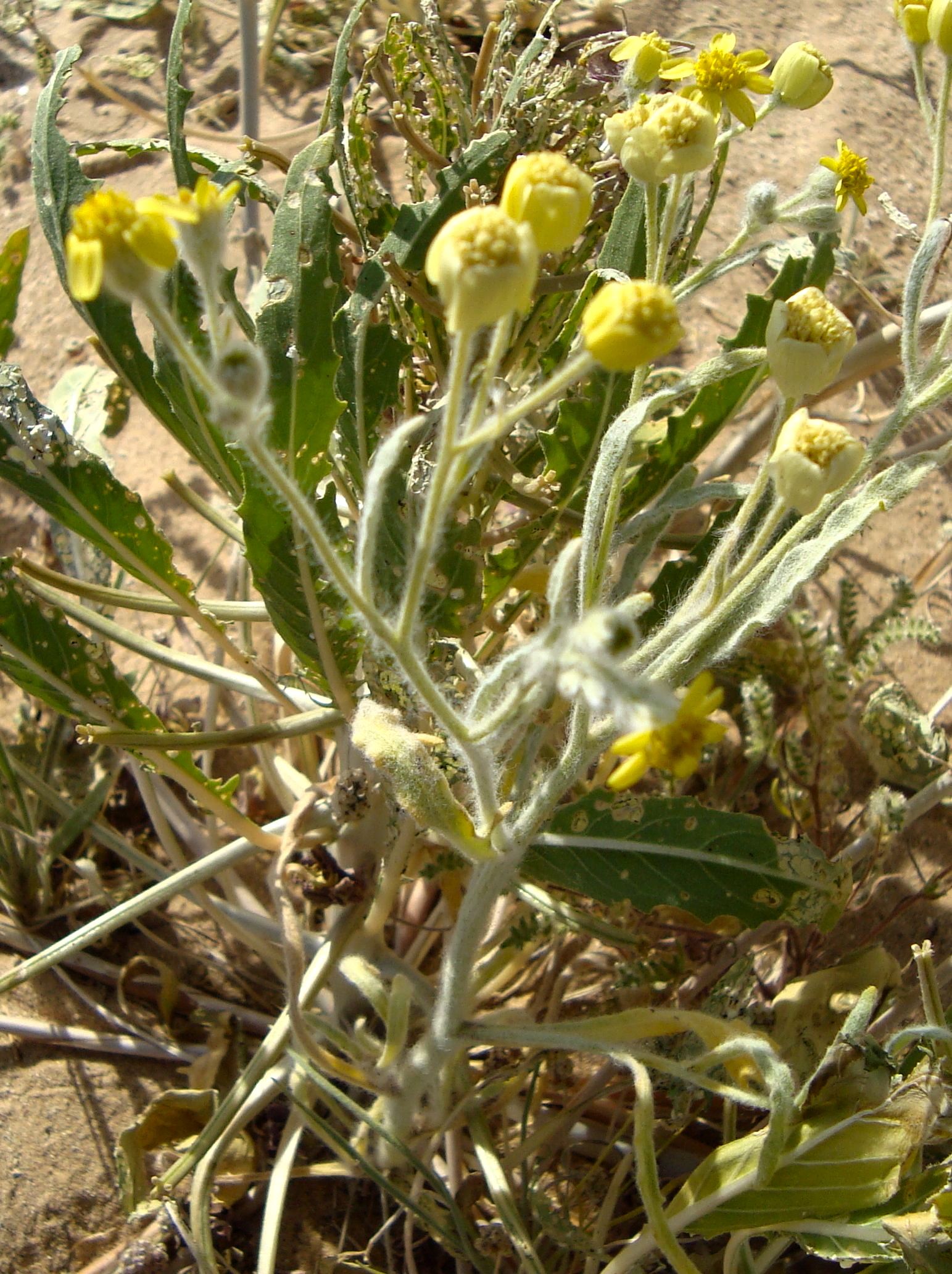 Baileya pauciradiata (Colorado desert marigold), native California herb