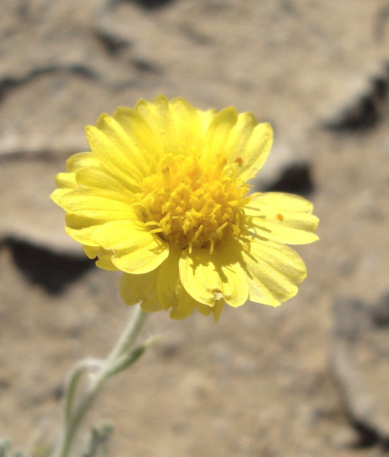 Baileya pleniradiata (Woolly desert marigold), native California herb