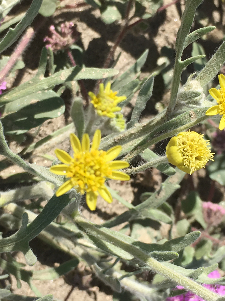 Baileya sp. (Desert-marigold), native California perennial