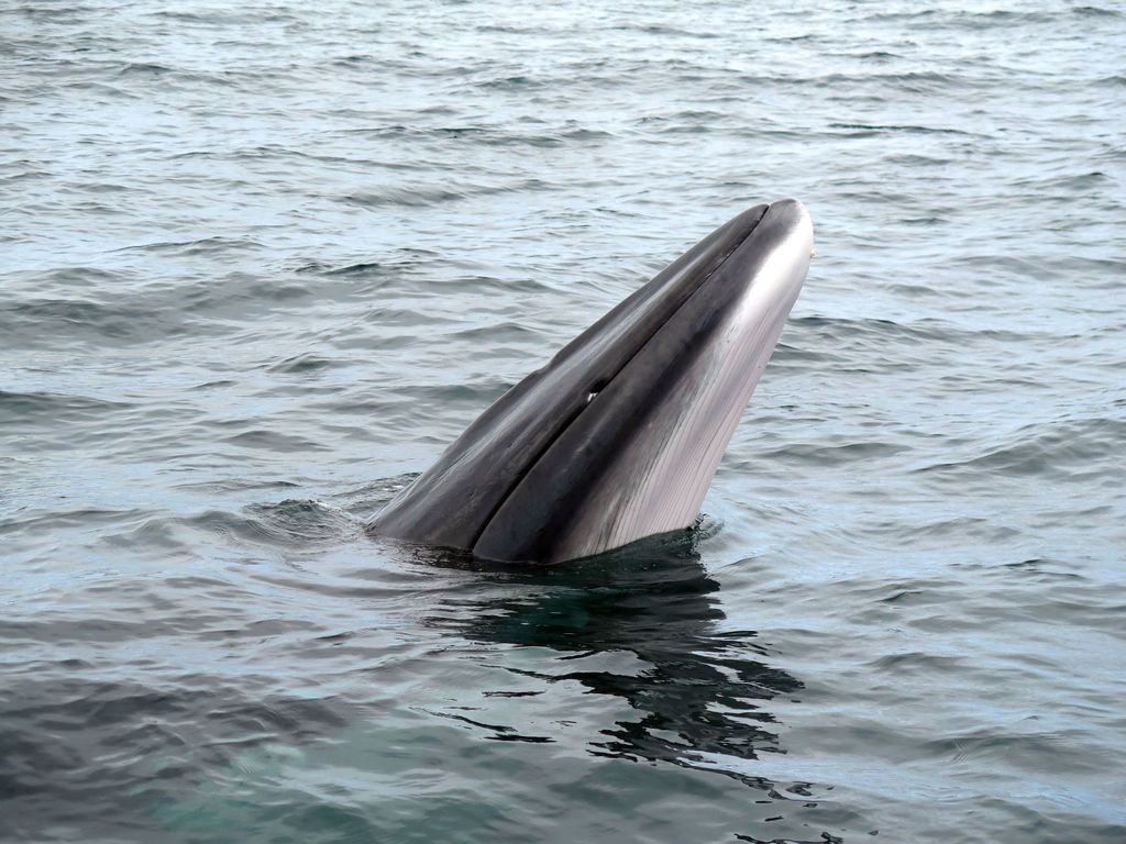 Balaenoptera acutorostrata (Minke Whale), California species