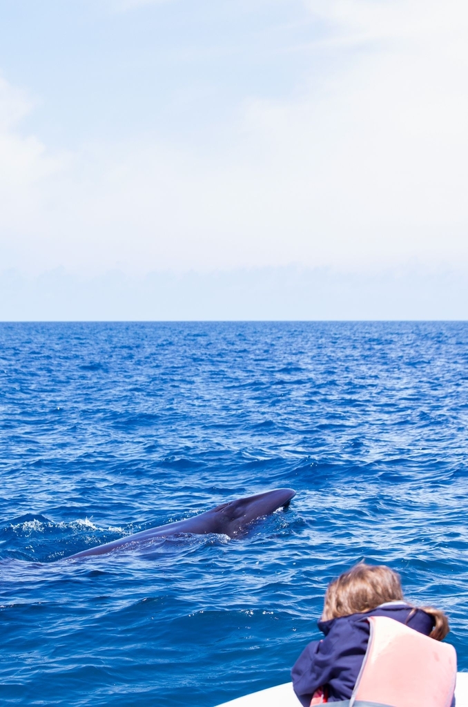 Balaenoptera borealis (Sei whale), California species