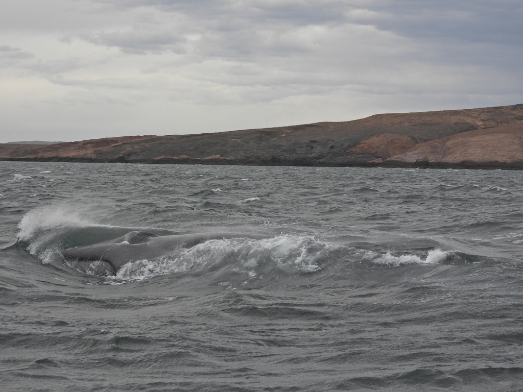Balaenoptera musculus (Blue whale), California species