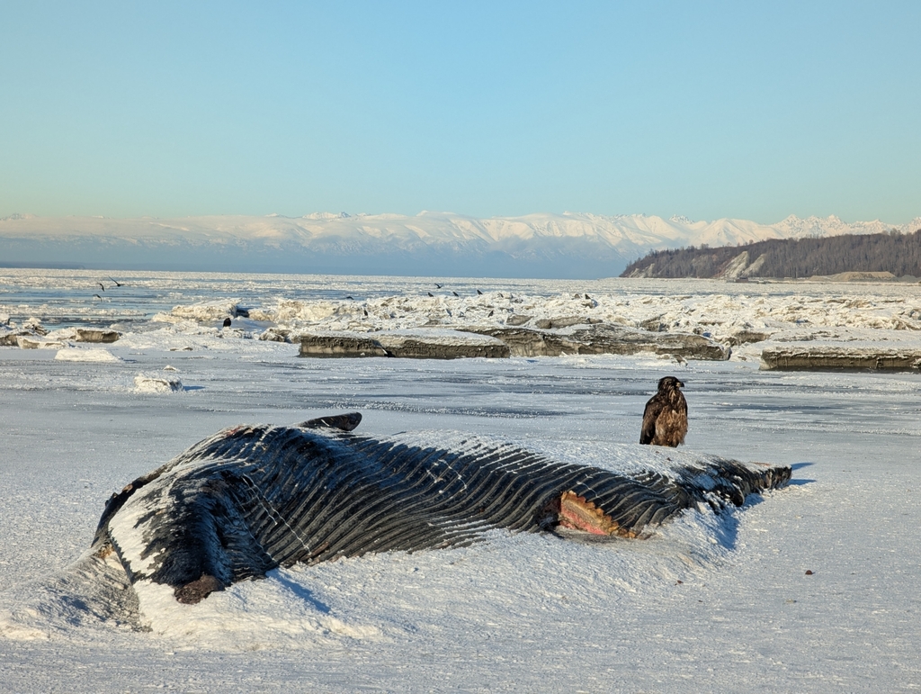 Balaenoptera physalus (Fin whale), California species