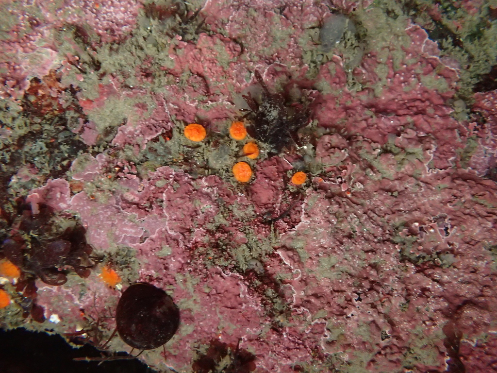 Balanophyllia elegans (Orange Cup Coral), California species