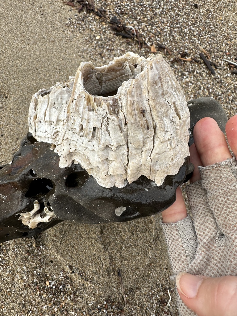 Balanus nubilus (Giant Acorn Barnacle), California species